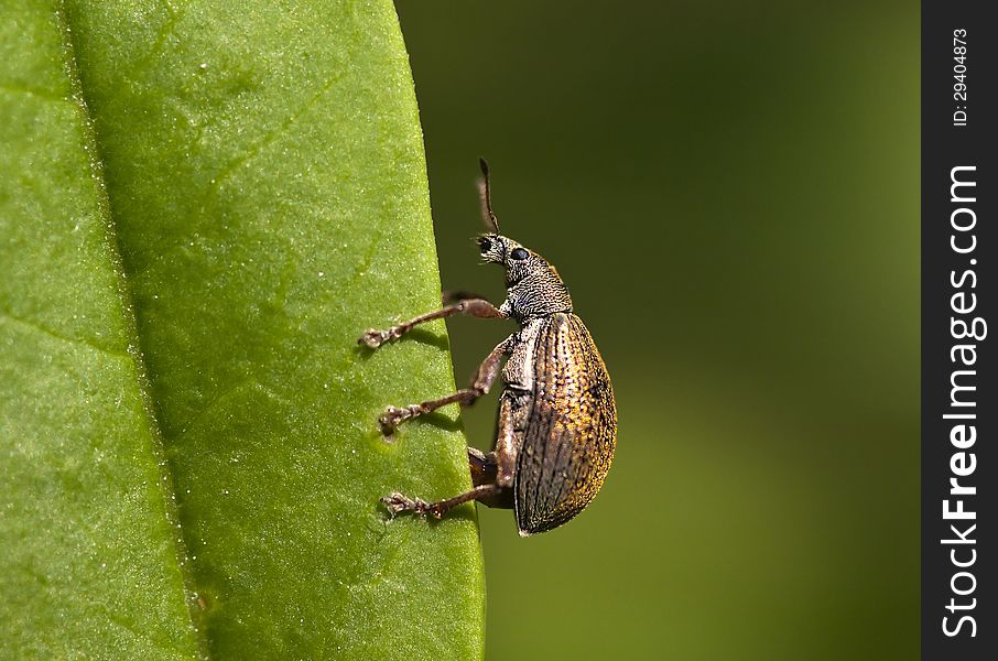 Weevil beetle sitting on a green leaf (Curculionidae)