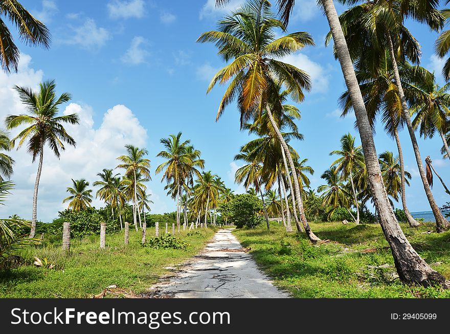 Road under the palm trees by the sea