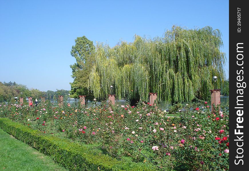 Herastrau park in Bucharest, with roses, promenade and the lake