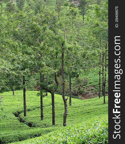 Organic  tea plantation