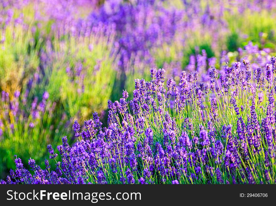 Lavender field in the summer