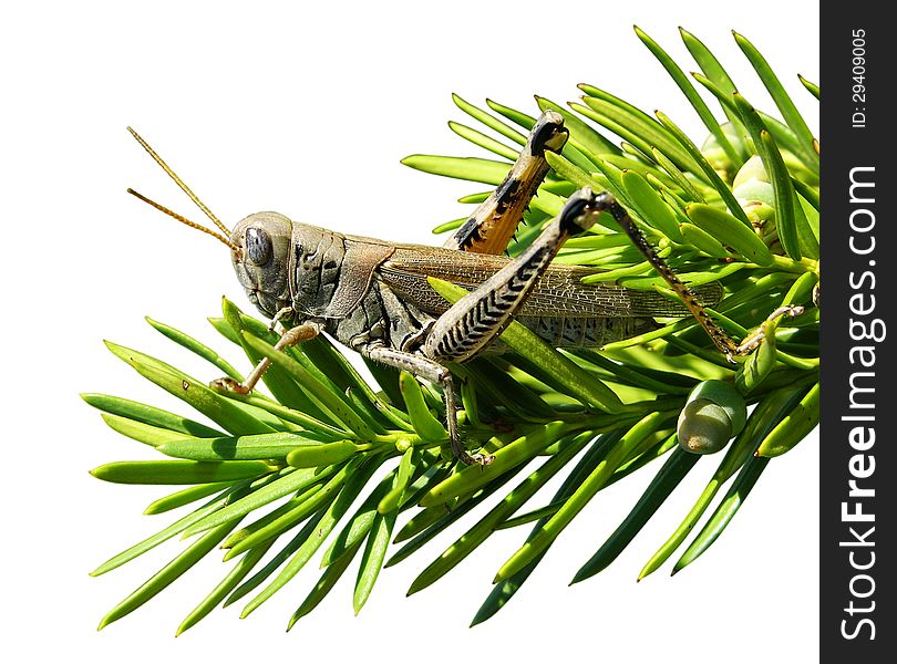 Grasshopper sitting on a branch.