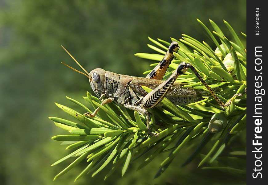 Grasshopper sitting on a branch.