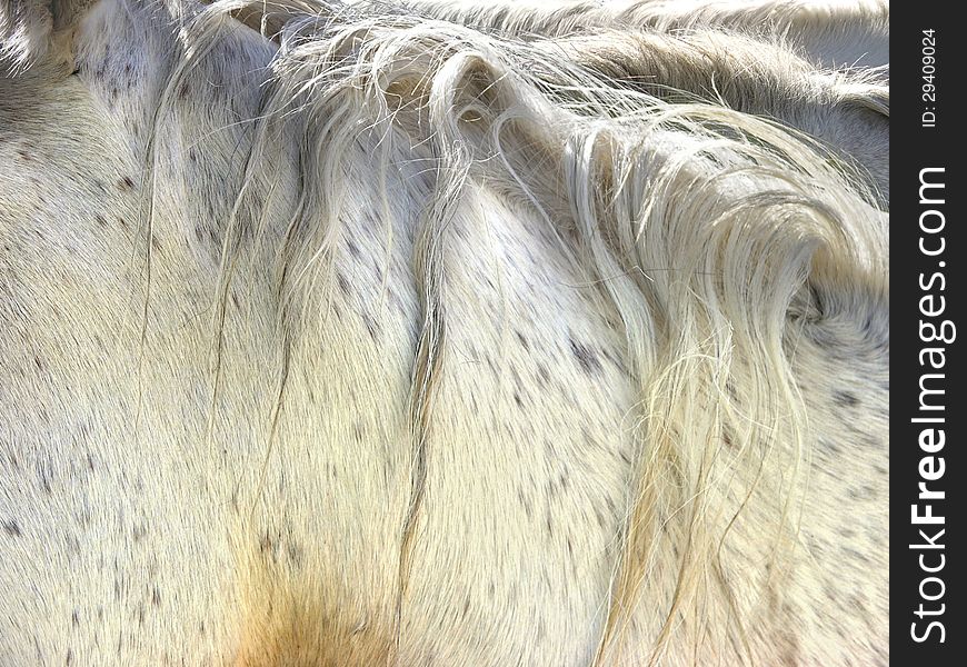 Background created from a close up side view of three horses.