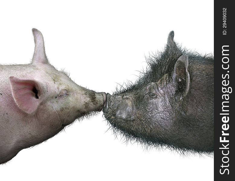 Two pigs kissing each other. Two pigs kissing each other.