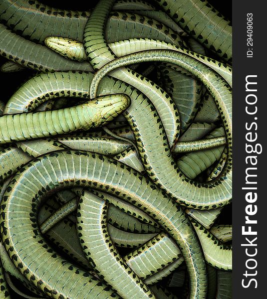 Pattern made from a garter snake. Pattern made from a garter snake.
