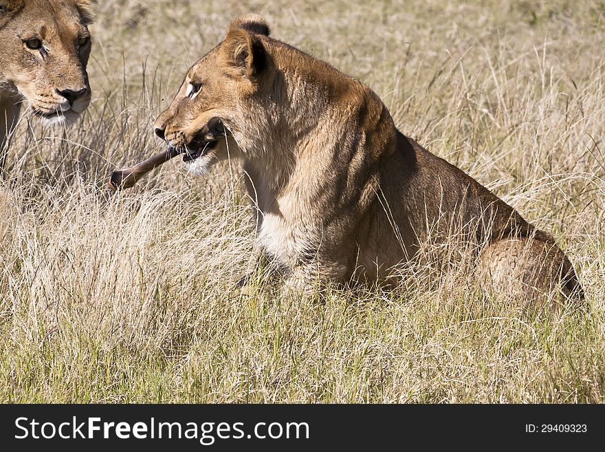 Lion Cub with Bone