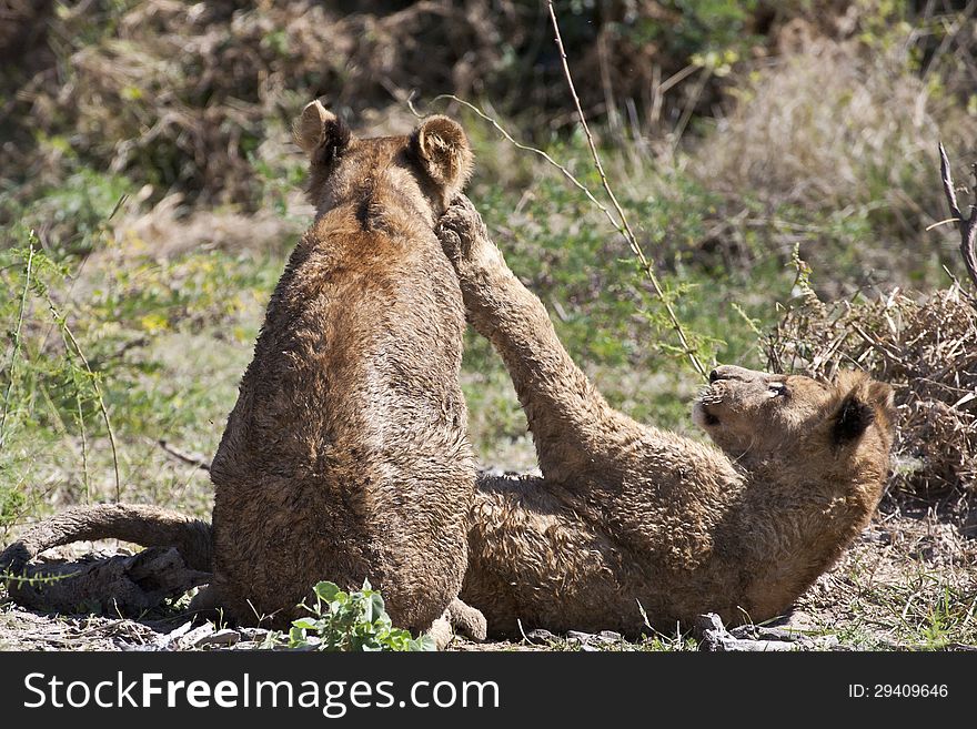 While sunning and drying out, wet lion cubs horse around on the mud and grass. While sunning and drying out, wet lion cubs horse around on the mud and grass.