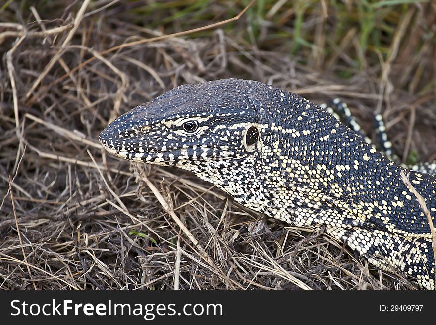 An enlargement of the black and pale yellow beaded, reticulated pattern of scales on a Savannah Monitor head.