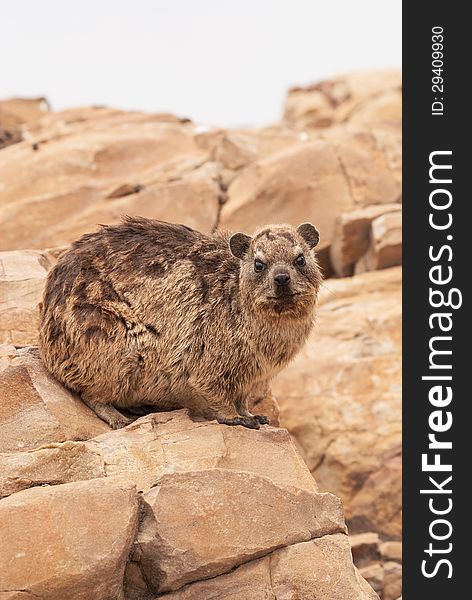 A Rock Hyrax, otherwise known as a Cape Hyrax and a Dassie, sitting on rocks in South Africa