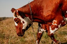 Portrait Of A Red And White Cow In Profile Against The Background Of An Autumn Field Stock Images
