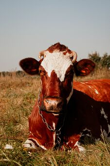 Portrait Of A Red And White Cow Sitting On The Grass And Looking Away Royalty Free Stock Photography