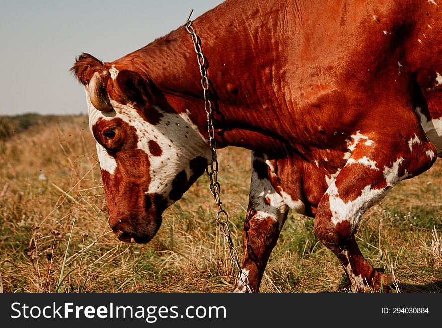 Portrait of a red and white cow in profile against the background of an autumn field