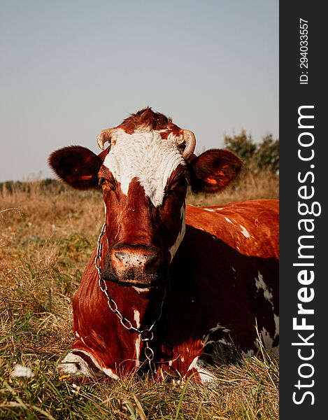 Portrait of a red and white cow sitting on the grass and looking away