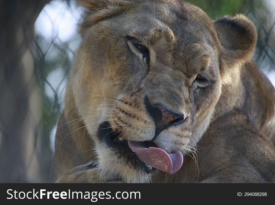 lioness waking from her nap cute face