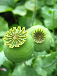 Green Heads Of A Poppy Stock Photography Green Heads Of A Poppy Stock Photography