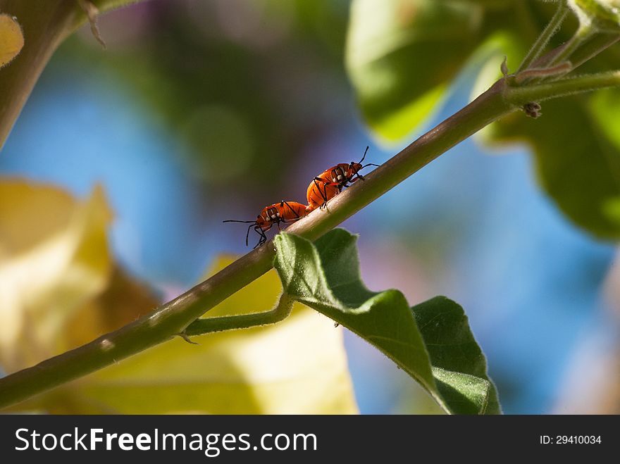 A pair of True bugs mating on a branch in a garden, South Africa. A pair of True bugs mating on a branch in a garden, South Africa