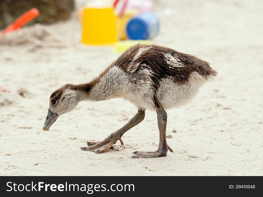 An Egyptian gosling pecks around a public beach. An Egyptian gosling pecks around a public beach