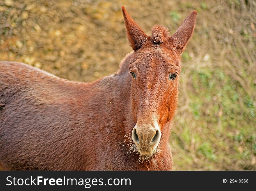 A red mule likes to get attention. A red mule likes to get attention.