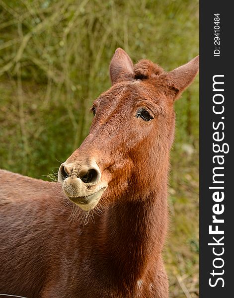 A red mule likes to get attention. A red mule likes to get attention.