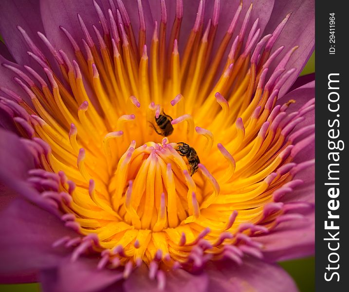 Insect and purple water lily in garden