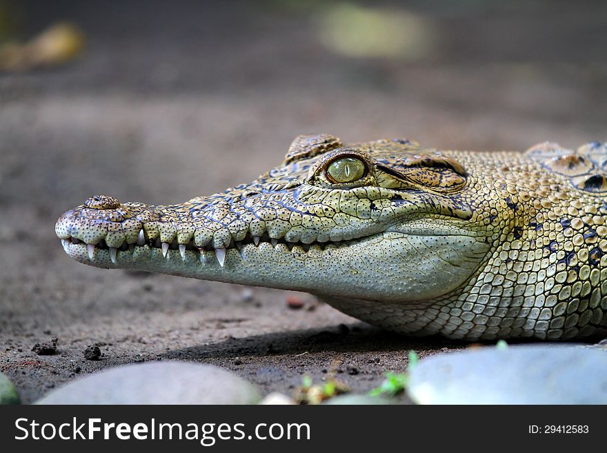 Alert Crocodile Head