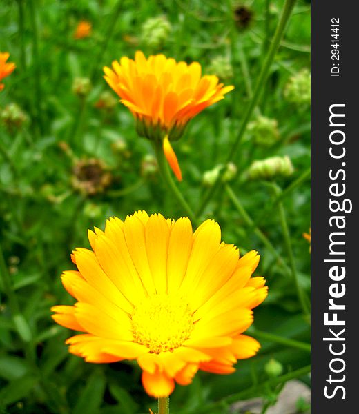 Image of beautiful flower of yellow marigold. Image of beautiful flower of yellow marigold