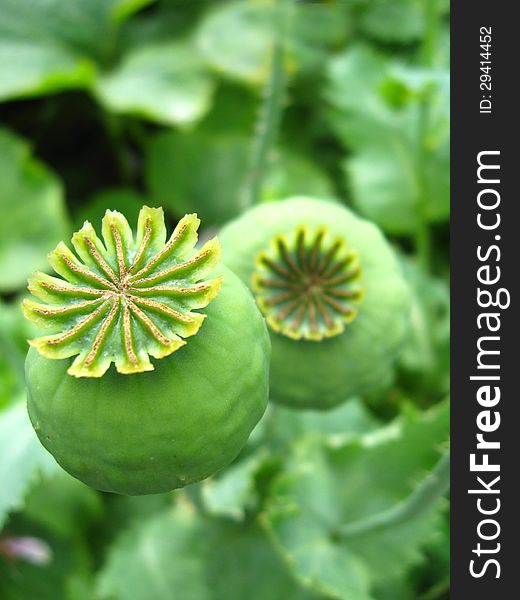 Green heads of a poppy