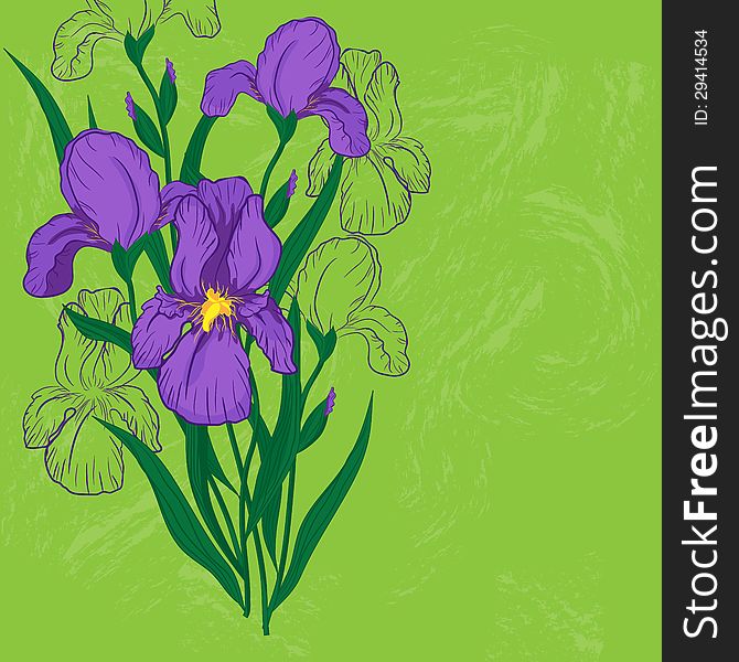 Purple iris flower on green background