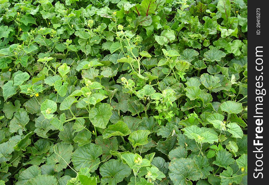 Green bed of the fresh sugar beet and pumpkin. Green bed of the fresh sugar beet and pumpkin