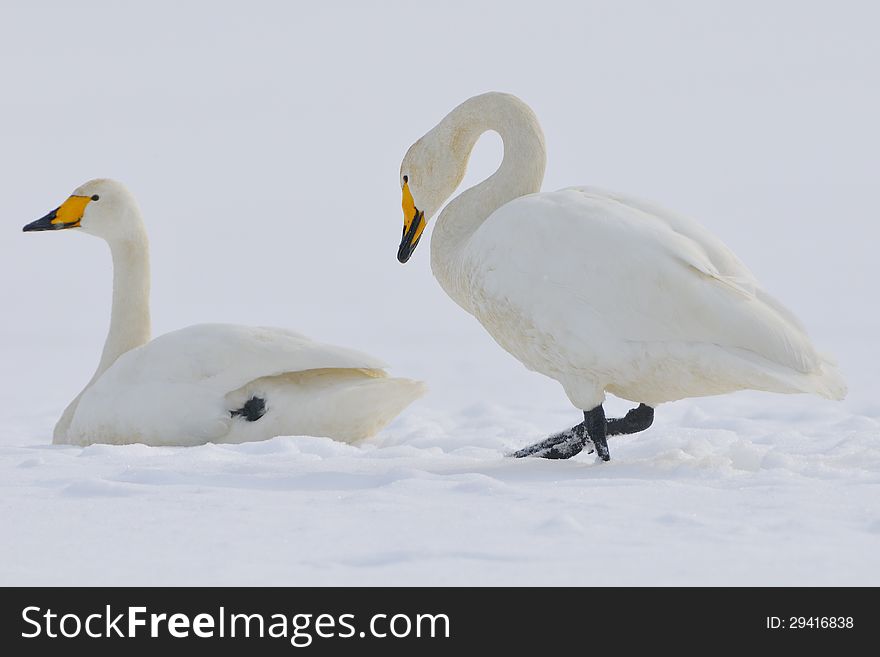 Whooper Swan standing on a snowfield.