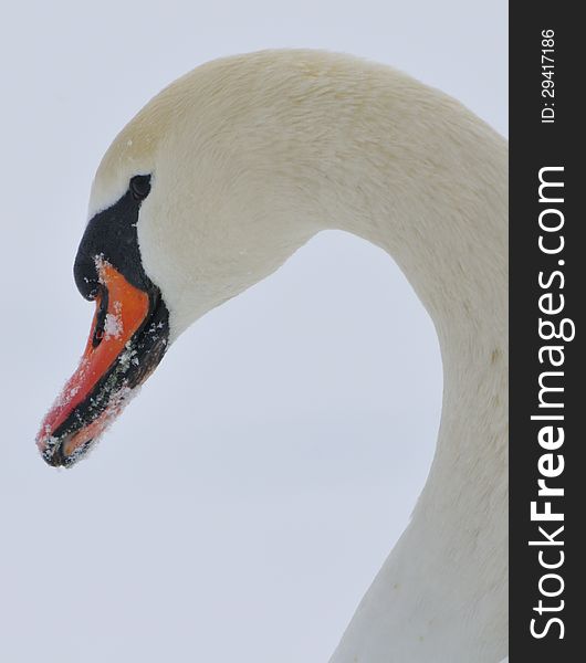 Mute swan (cynus olor) in a winter scene