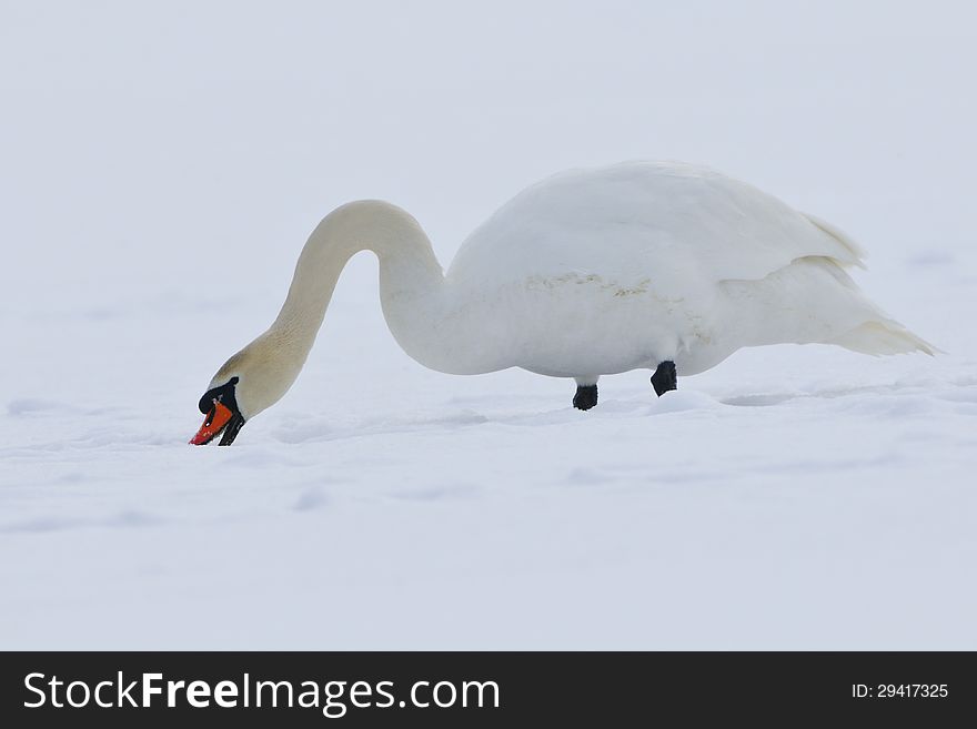 Mute swan (cynus olor) in a winter scene
