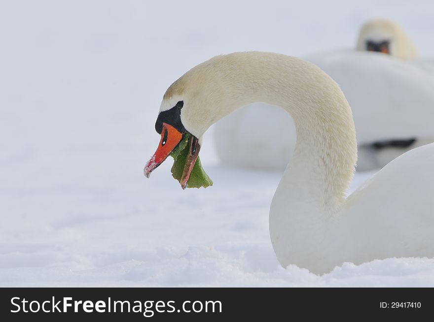 Mute swan (cynus olor) in a winter scene