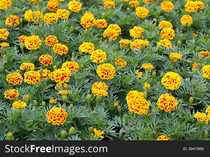 French Marigolds blooming on tree