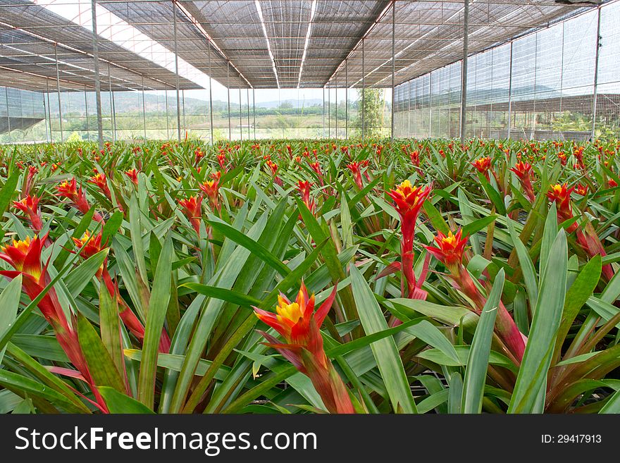 Colorful bromeliad blooming in garden