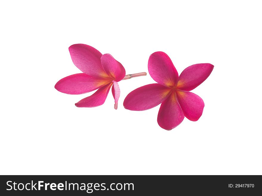 Pink frangipani isolated on white background.