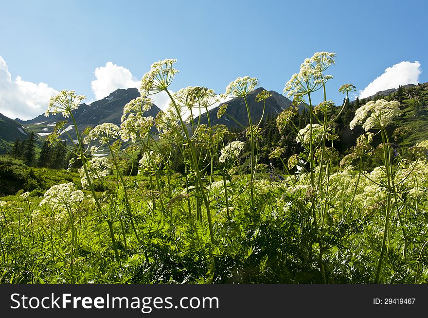 Wildflowers Grow Under A Snow-capped Mountain.