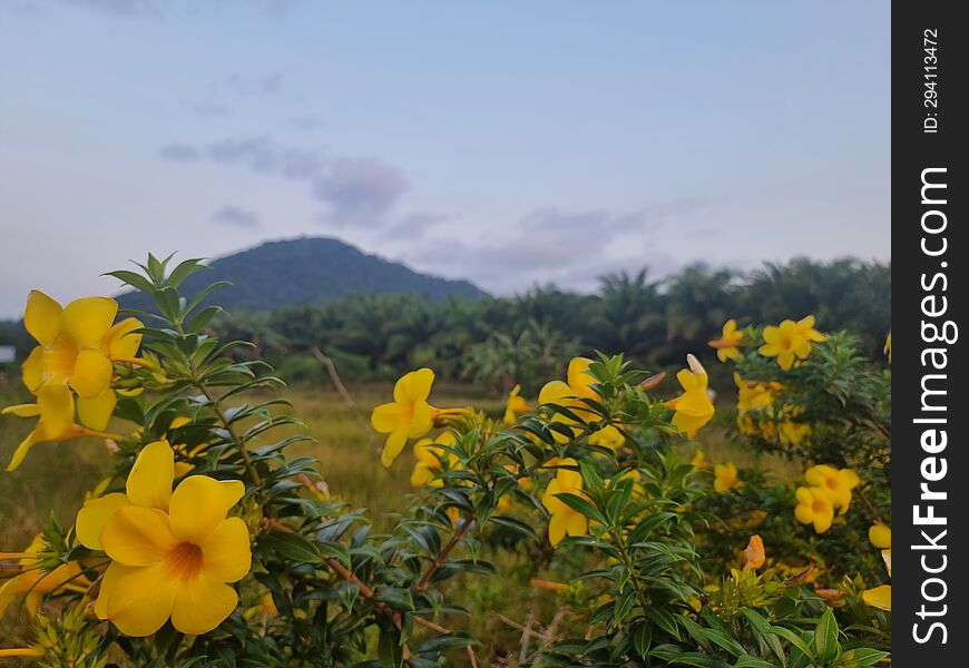 flowers around the hills and rice fields in a village from the Indonesian rainbow army