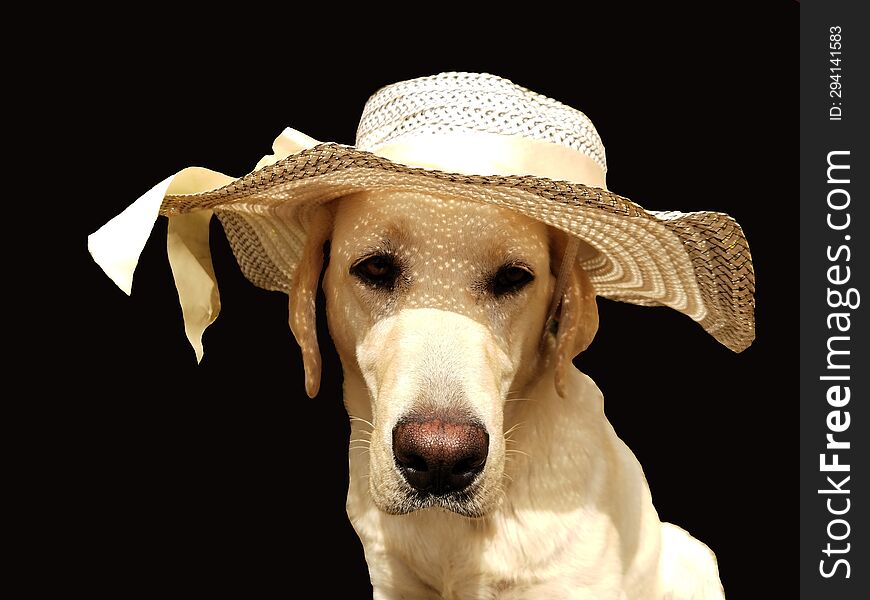 A cute adorable Labrador retriever dog with white hat