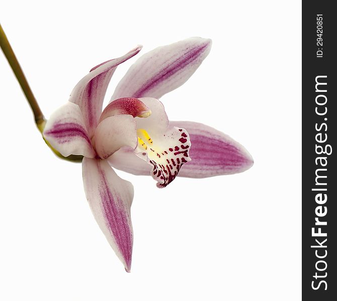 A beautyful isolated orchid on a plain background