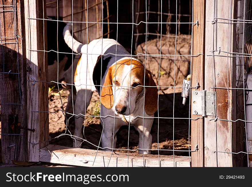 A hunting dog in a pen.