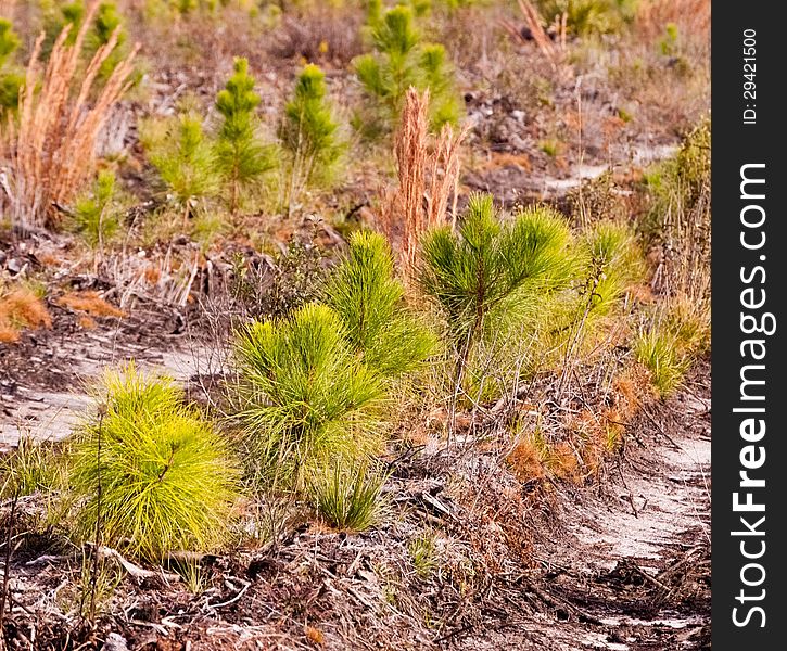Pine saplings growing in the Florida sunshine.