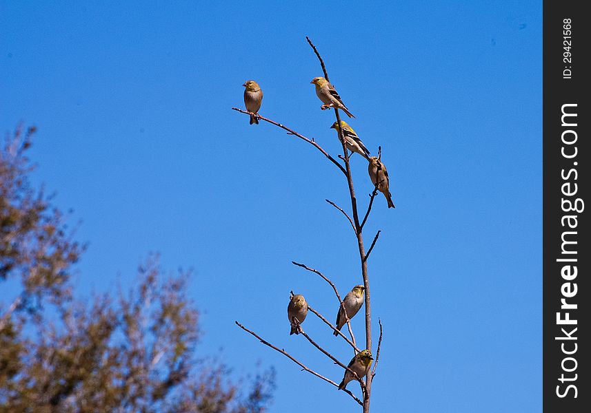 Finches stopping at a bird feeder in Florida.