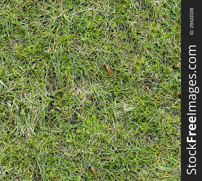 Grass Seamless Tileable Texture. See my other works in portfolio. Grass Seamless Tileable Texture. See my other works in portfolio.