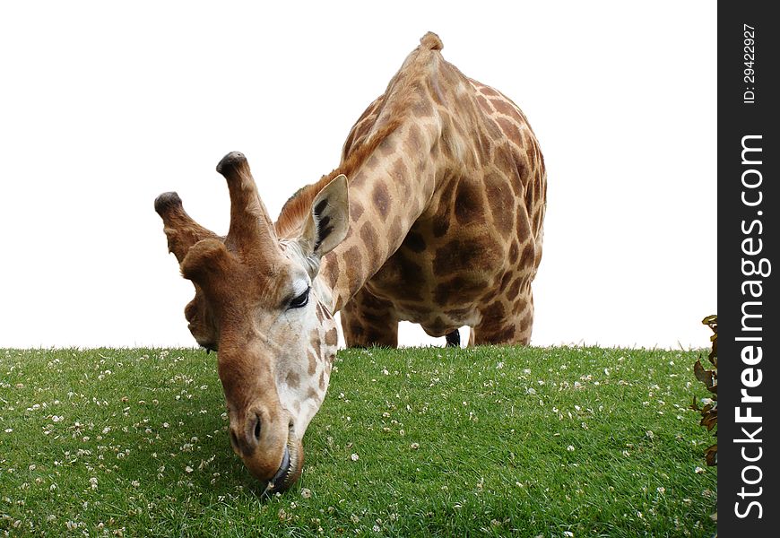 Giraffe eating grass and flowers