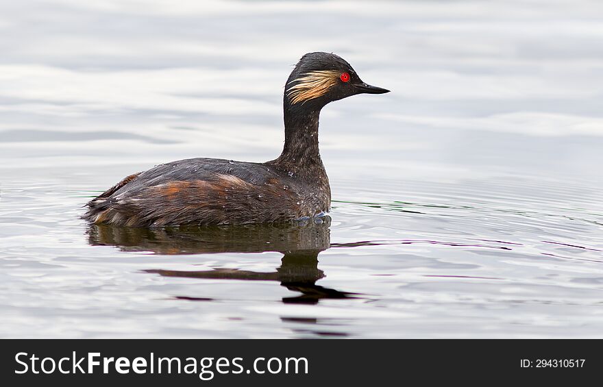 Black-necked Grebe Swims On The Lake