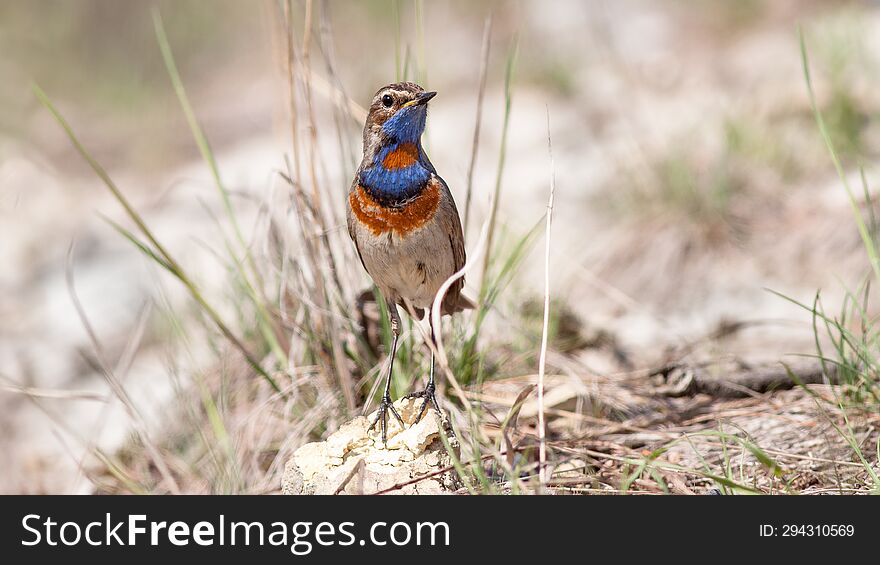 beautiful bluethroat bird in spring