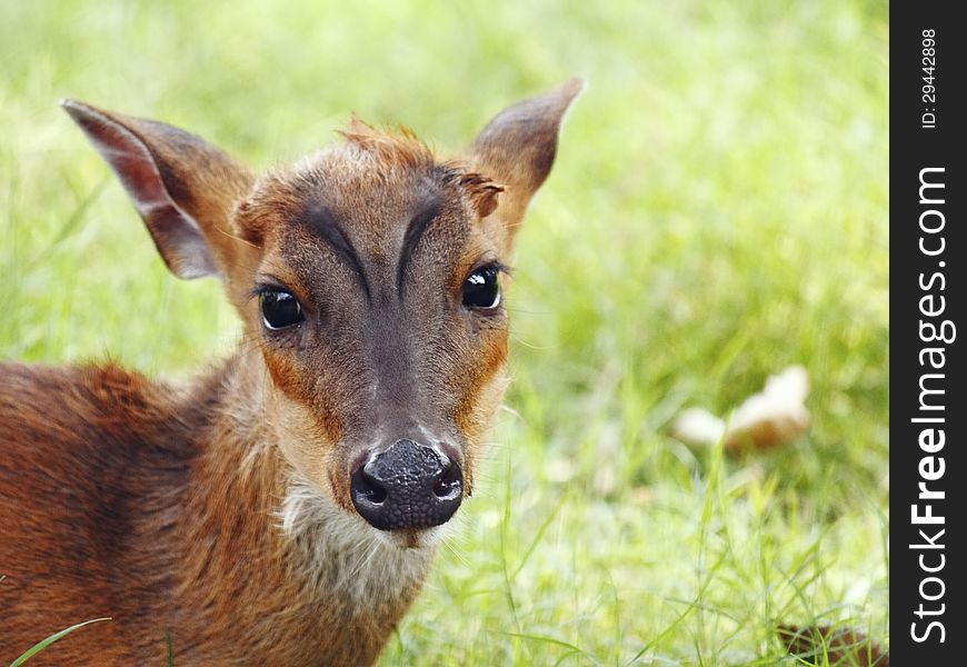 Close up of barking deer looking at camera.