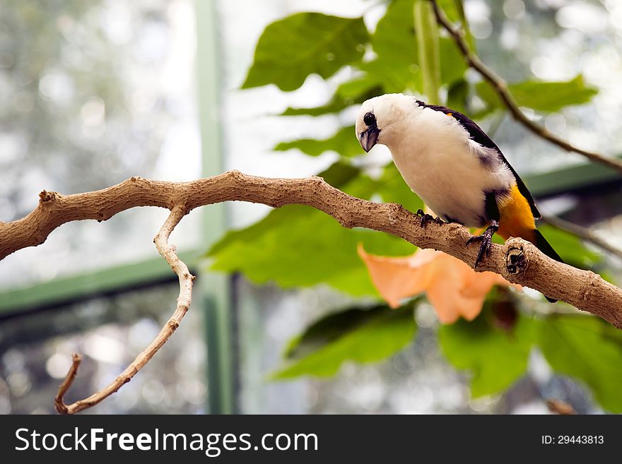 White-headed Buffalo Weaver